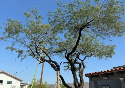 Remarkable Tree Services