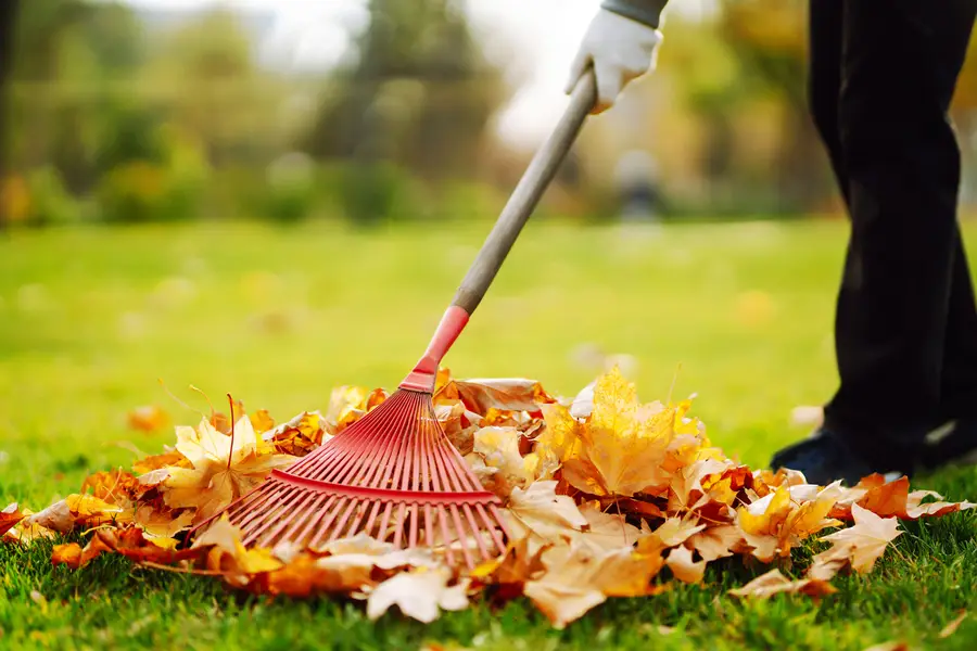 Benefits Of Leaf Removal For Shrub And Flower Health in Phoenix, AZ Benefits Of Leaf Removal For Shrub And Flower Health in Phoenix, AZ