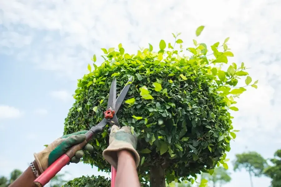 Key Benefits Of Regular Bush Trimming For Your Yard in Phoenix, AZ Key Benefits Of Regular Bush Trimming For Your Yard in Phoenix, AZ