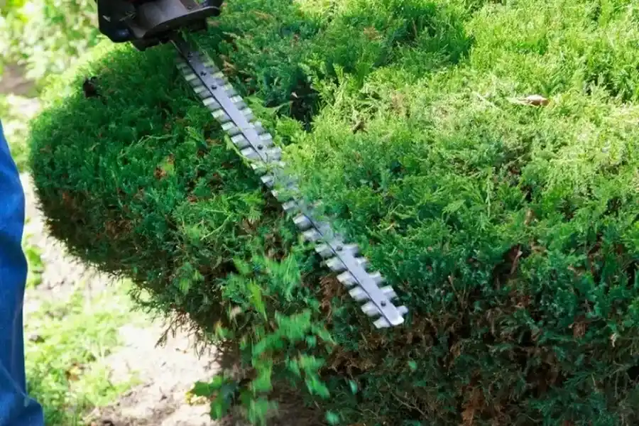 Reputable Bush Trimming Phoenix, AZ Reputable Bush Trimming Phoenix, AZ