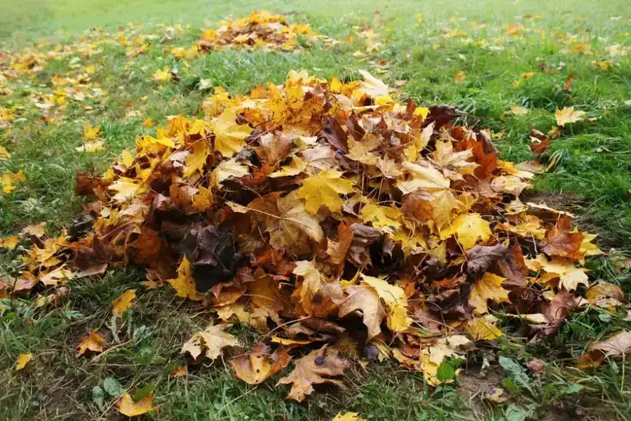 Why Leaf Removal Is Vital For Pest Prevention Phoenix, AZ Why Leaf Removal Is Vital For Pest Prevention Phoenix, AZ