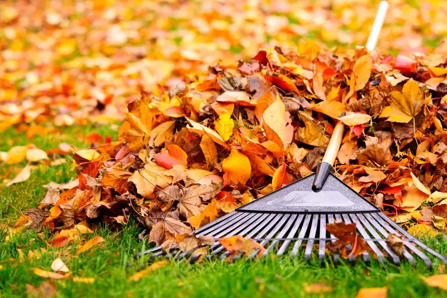 Why Leaf Removal Is Vital For Pest Prevention in Phoenix, AZ Why Leaf Removal Is Vital For Pest Prevention in Phoenix, AZ